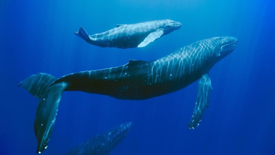 Синий кит инфографика