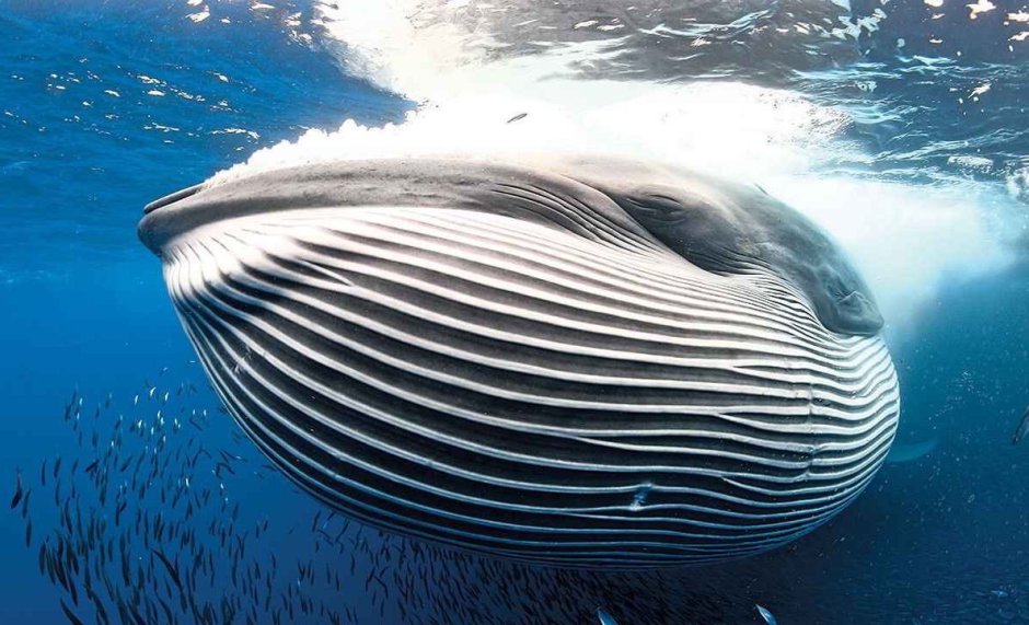 Синий кит сообщество