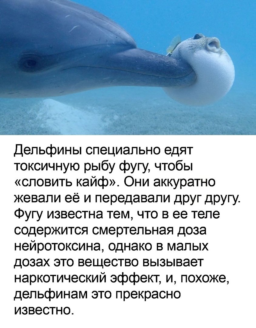 Веселые дельфины