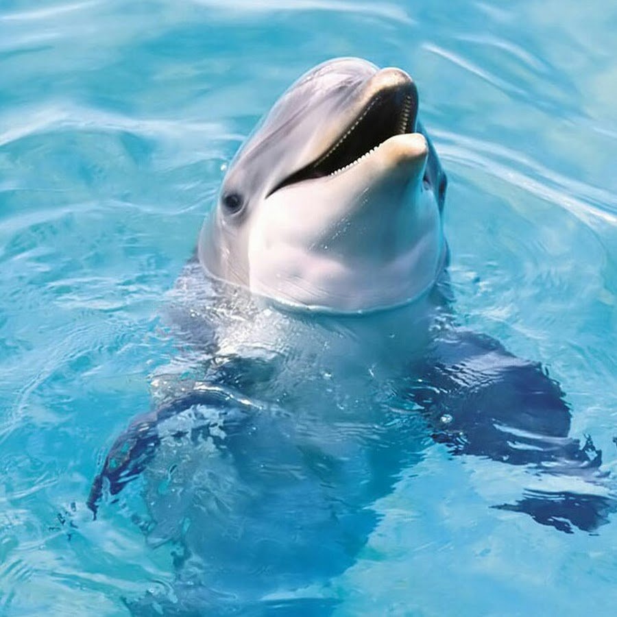 Дельфины Мем