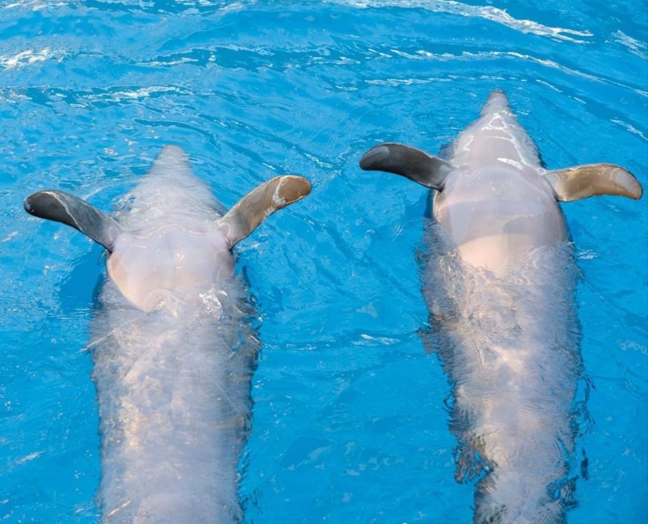 Dreaming of Dolphins