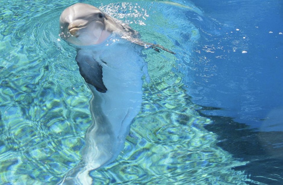 Говорят дельфины говорят