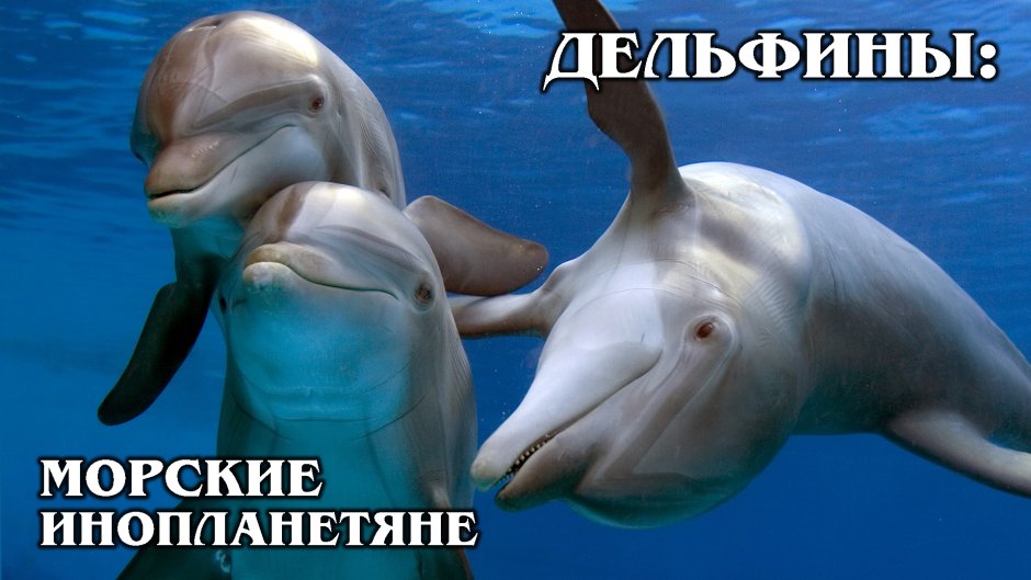 Дельфины не спят