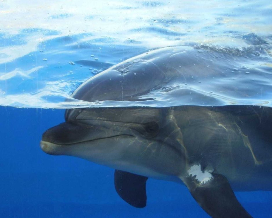 Дельфин Афалина среда обитания