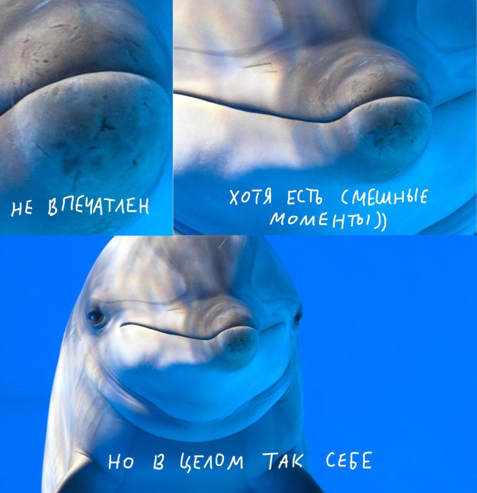 Дельфин рожает дельфиненка