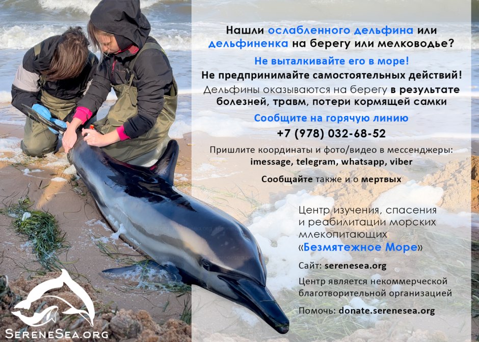 Сонный тюлень