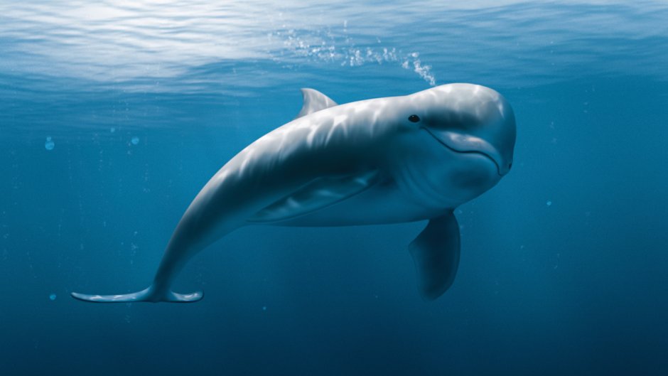 Дельфин и иглобрюх