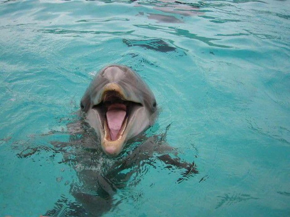 Дельфин водадурень