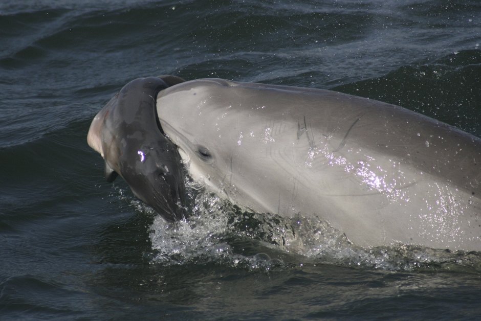 Рыба фугу и дельфины