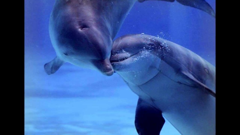 Злой Дельфин