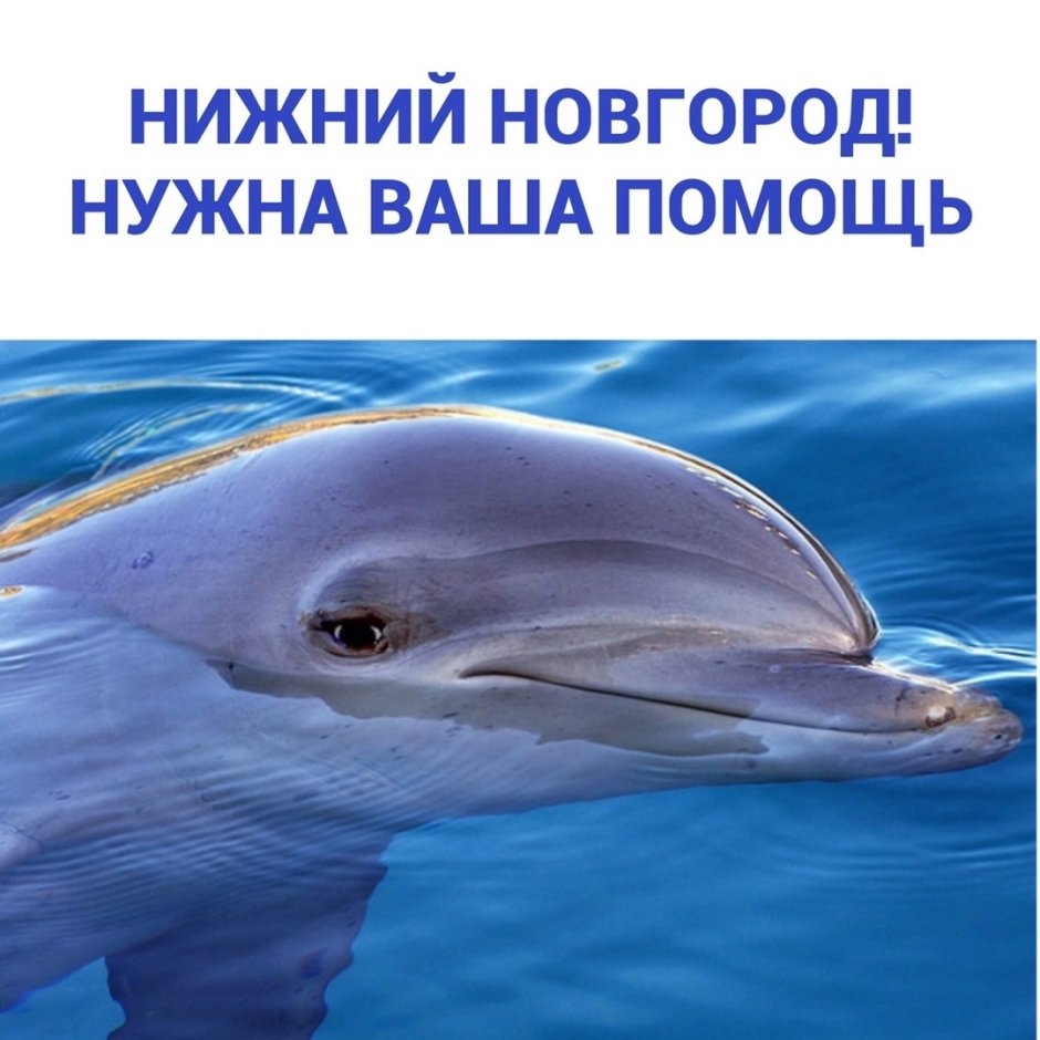 Дельфины побережье