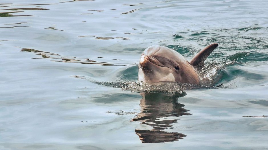 Дельфины спят