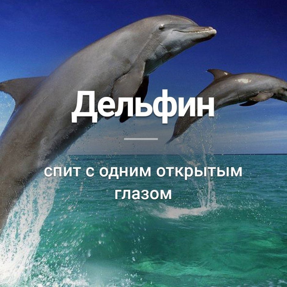 Черноморская Афалина