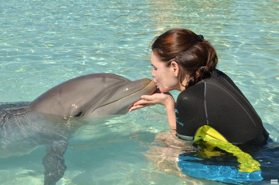 Дельфины во сне