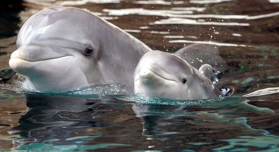 Девушка и Дельфин