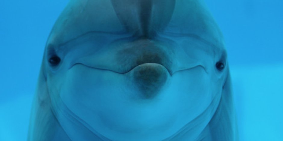 Морские дельфины smile