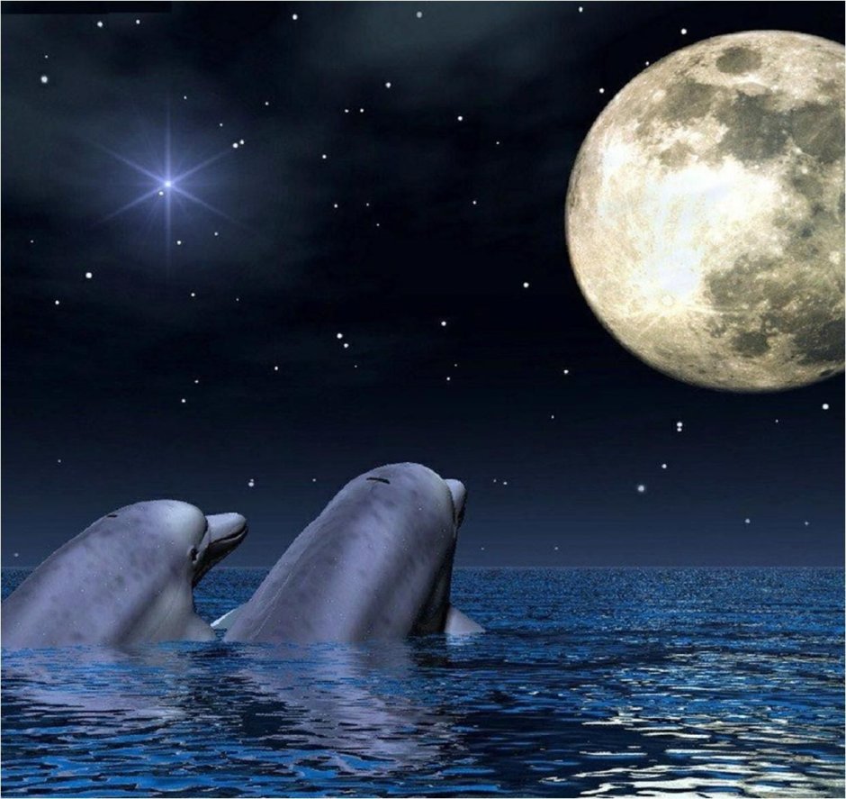 Дельфины ночью