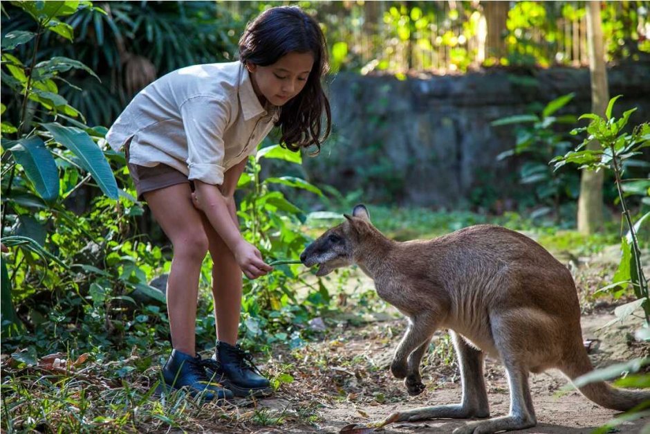 Зоопарк Bali Zoo