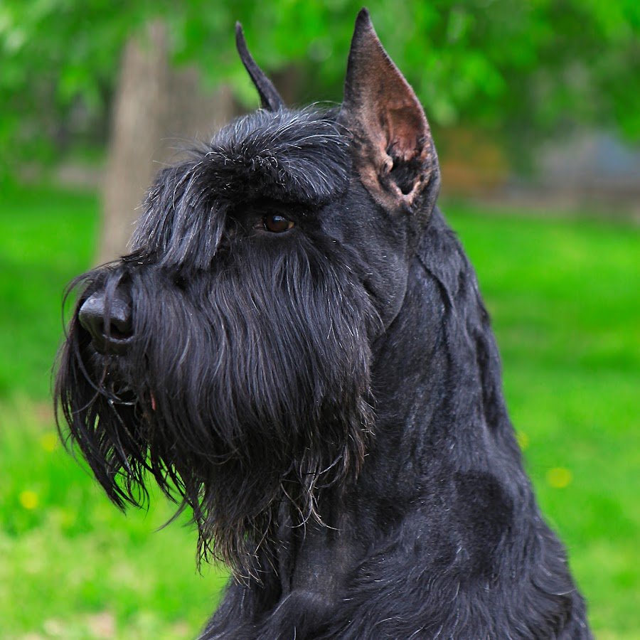 Ризеншнауцер мраморный