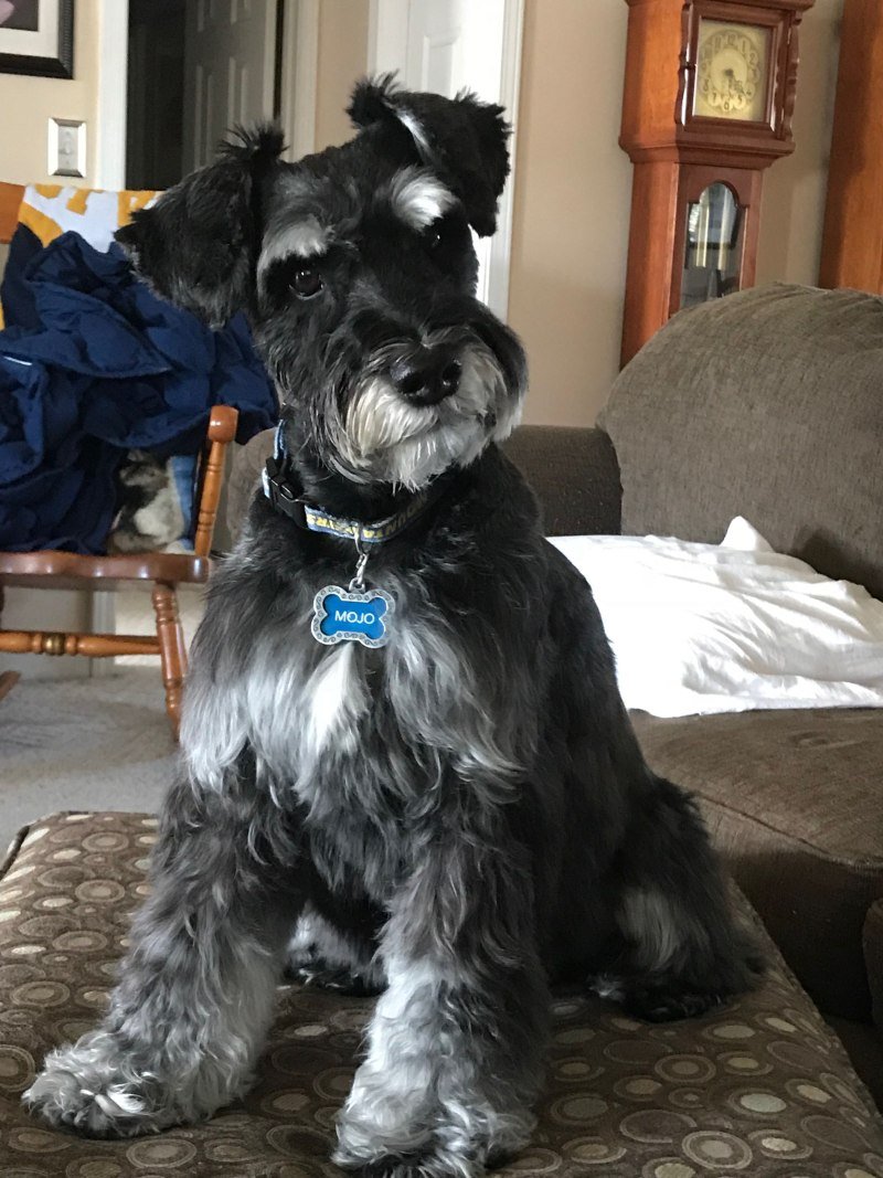 Ризеншнауцер нестриженный