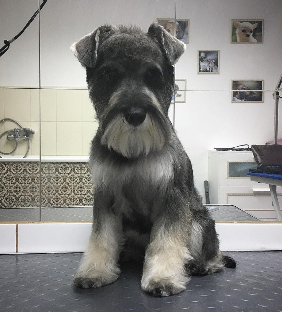 Цвергшнауцер тримминг