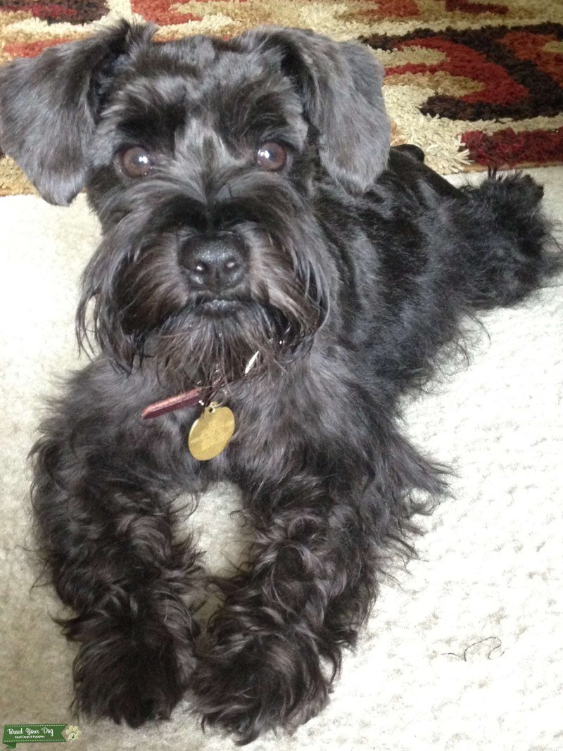 Баварский Ризеншнауцер