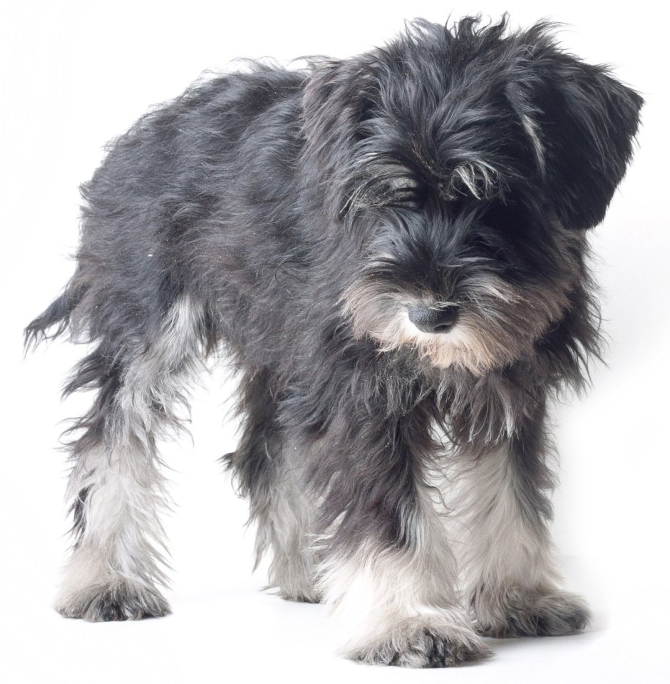 Нестриженный шнауцер