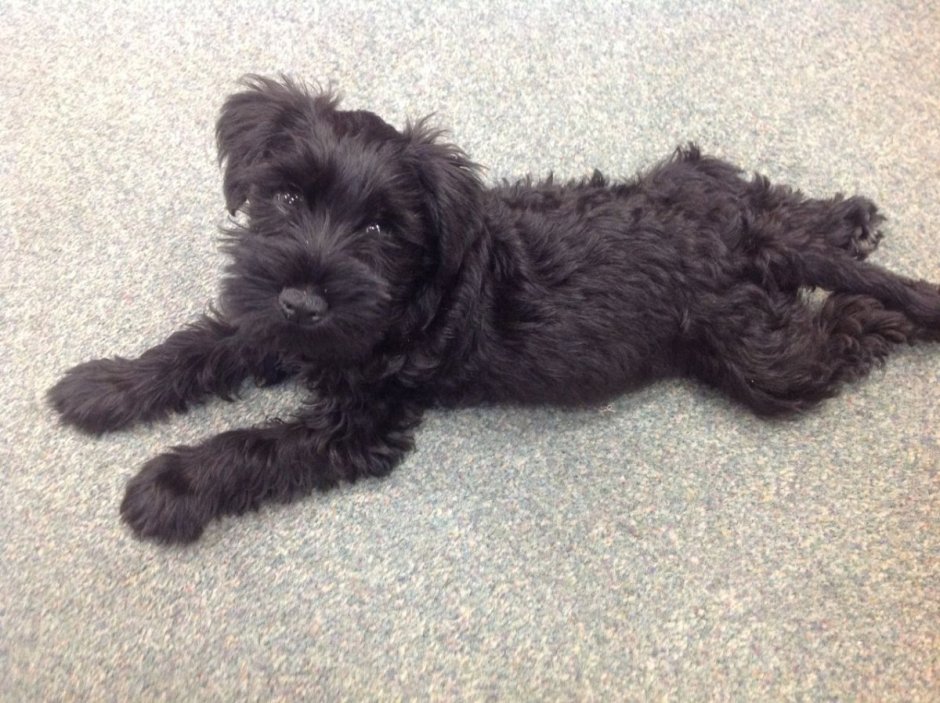 Миттельшнауцер черный нестриженный