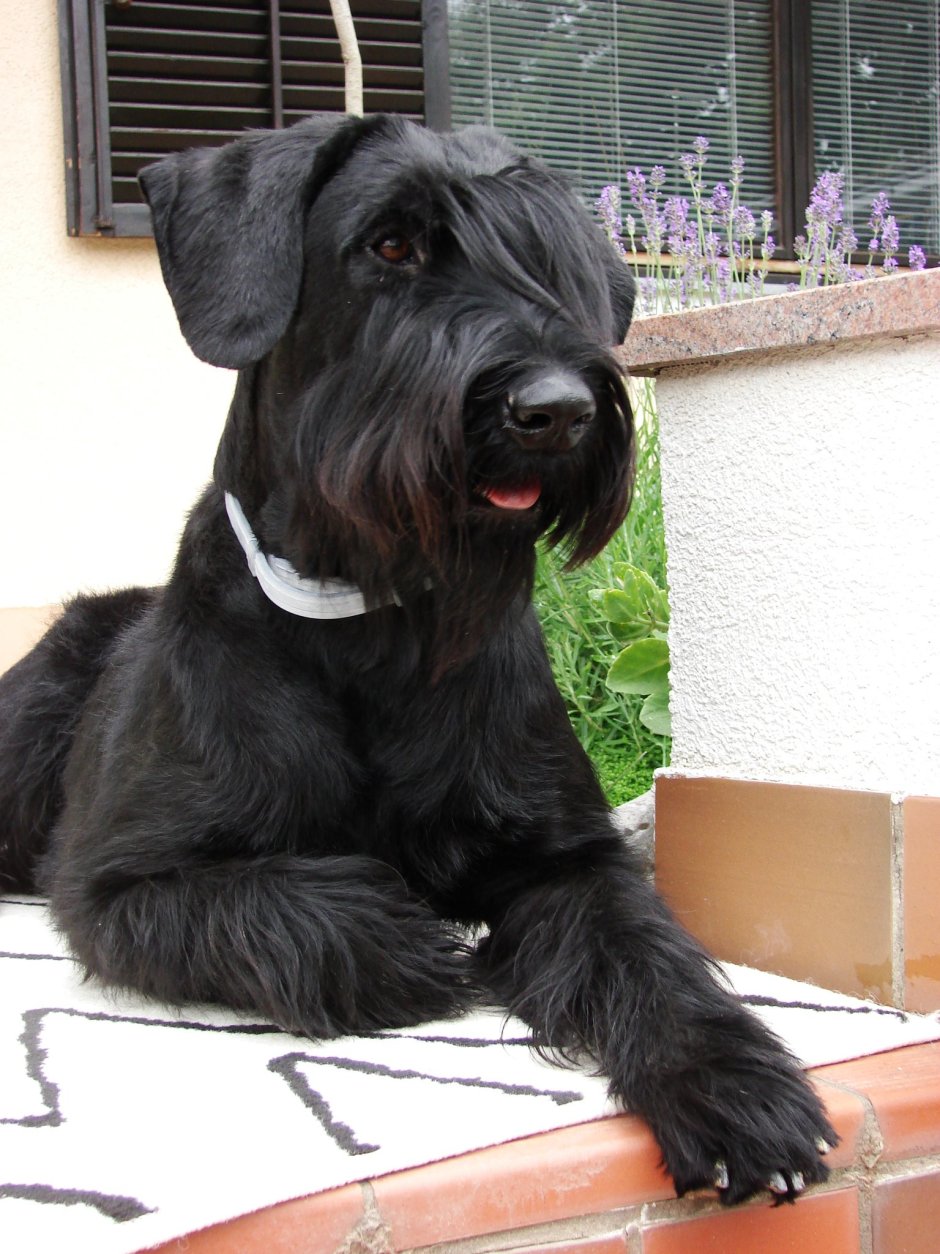 Цвергшнауцер не купированный