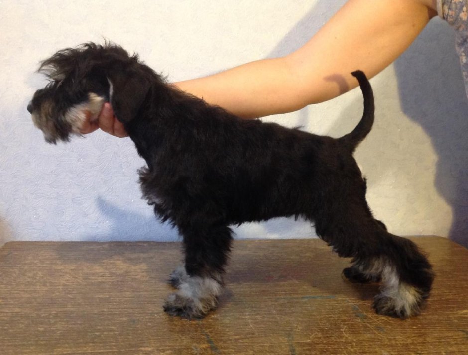 Цвергшнауцер заросший