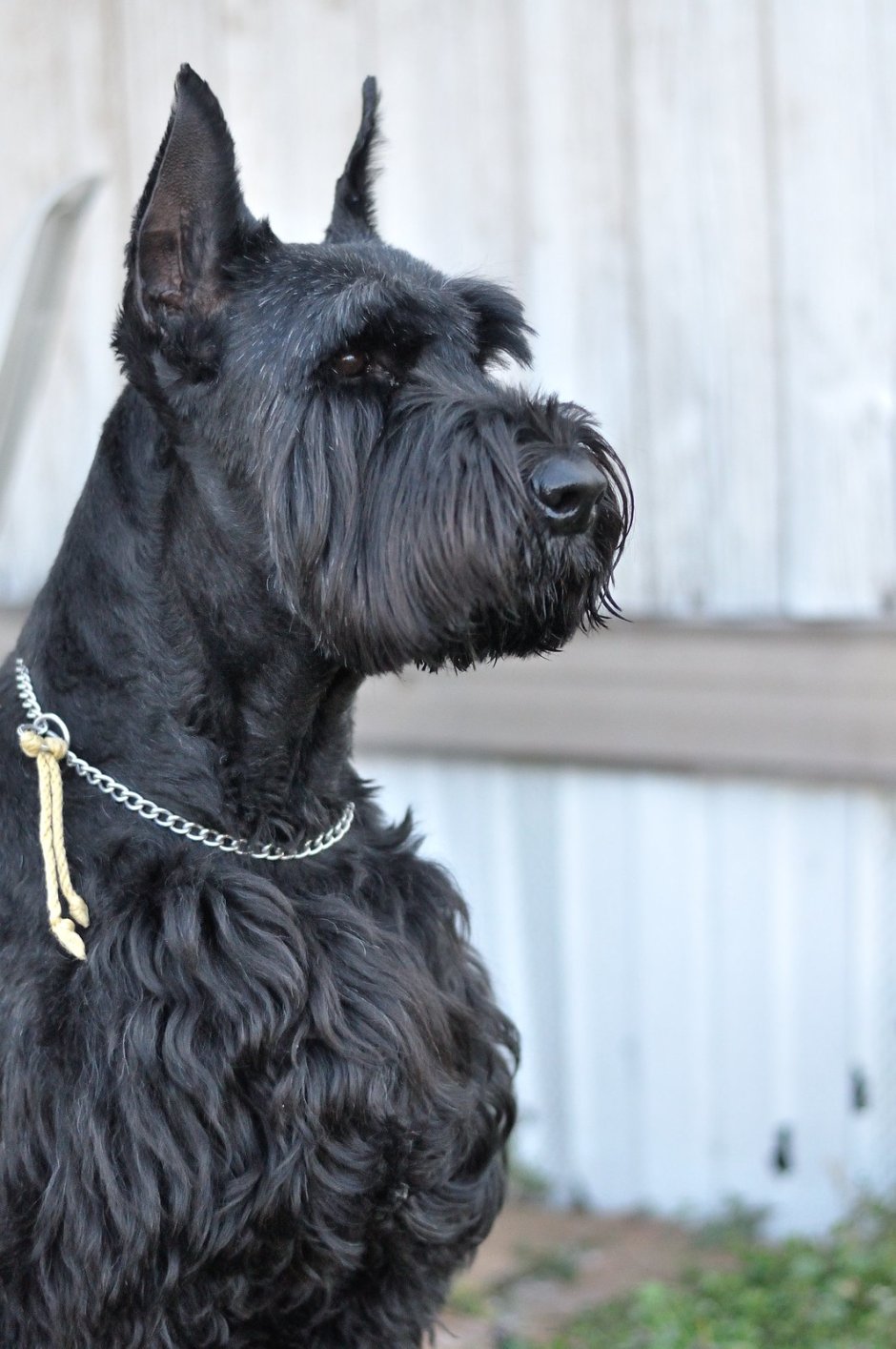 Груминг ризеншнауцера