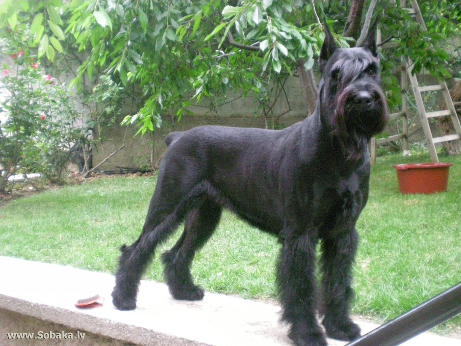 Стрижка ризеншнауцера