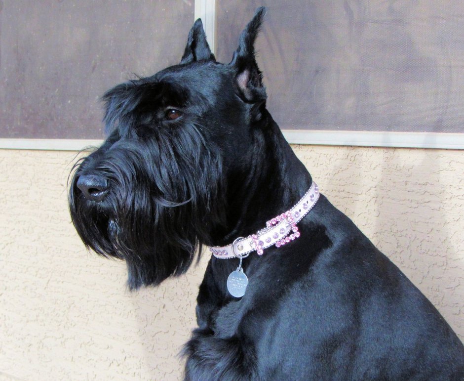 Ризеншнауцер стрижка классика