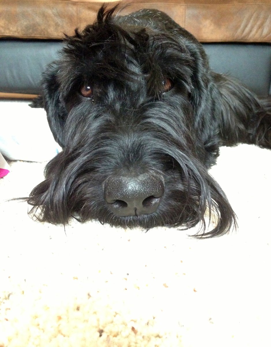 Собака Шварц шнауцер