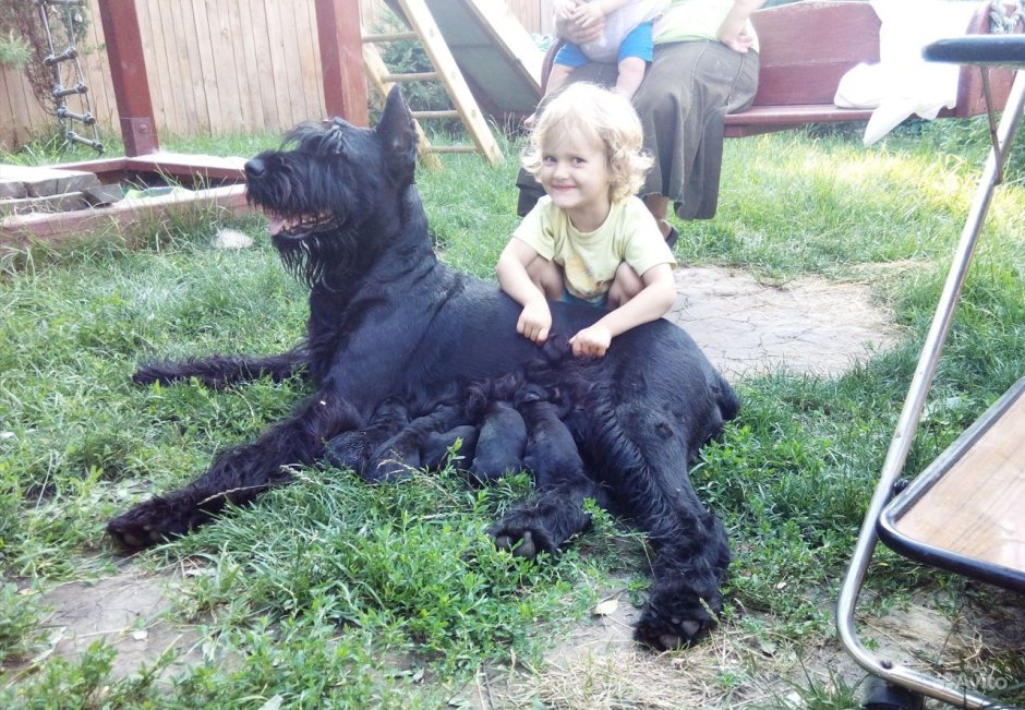 Питомник черная Жемчужина