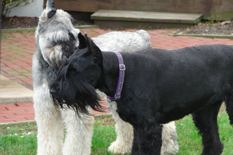 Нестриженный шнауцер