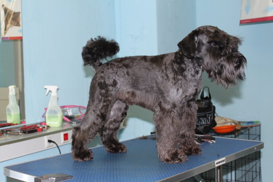 Миттельшнауцер стрижка тримминг