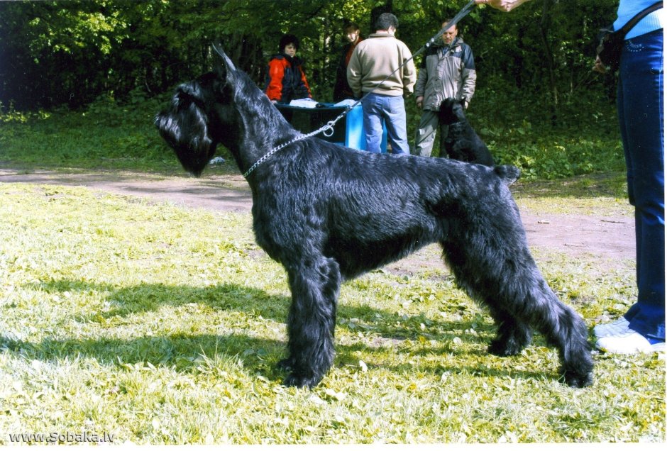 Ризеншнауцер рост