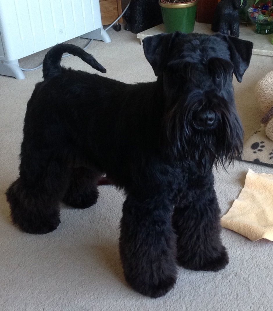 Ризеншнауцер нестриженный