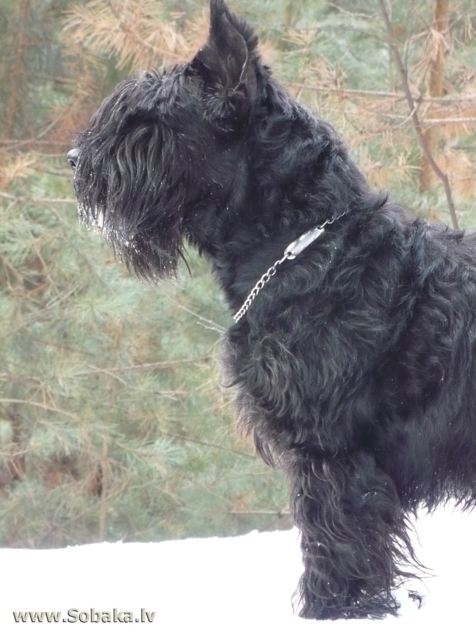 Ризеншнауцер не стрижкнный