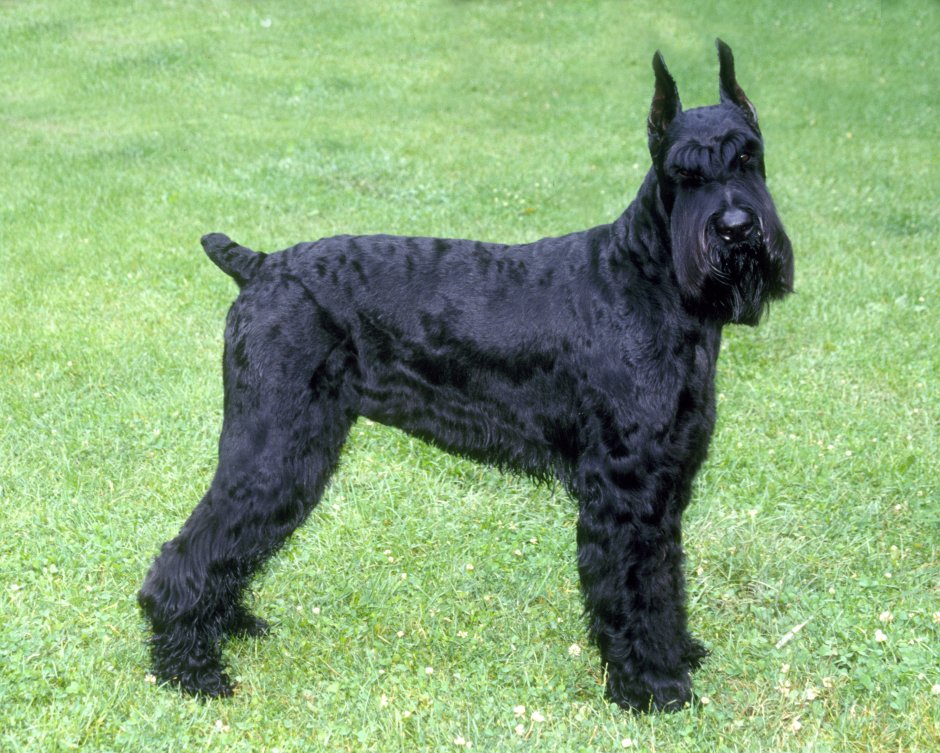 Лысый Ризеншнауцер