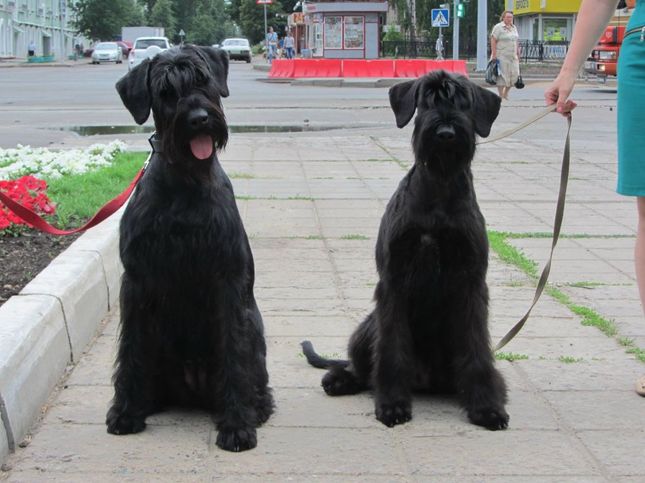 Порода собаки Шварц шнауцер