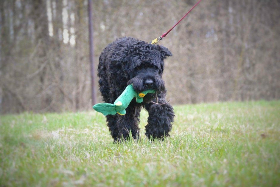 Ризеншнауцер игрушка