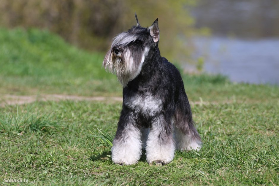 Цвергшнауцер корейская стрижка