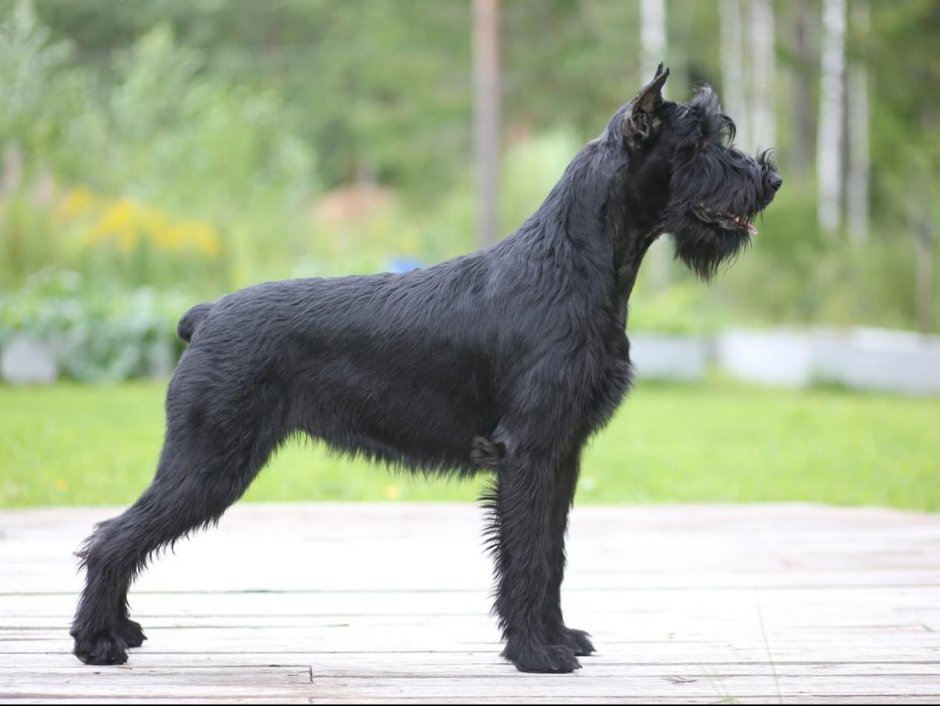 Черный терьер (русский черный терьер)