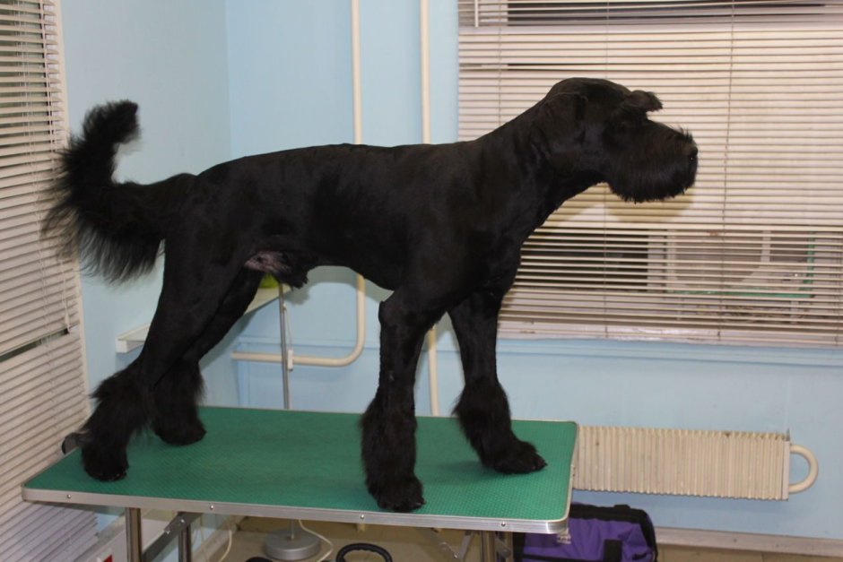 Ризеншнауцер триммингованный