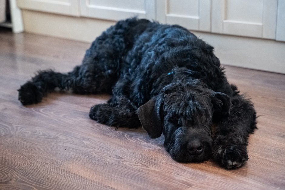 Русский черный терьер