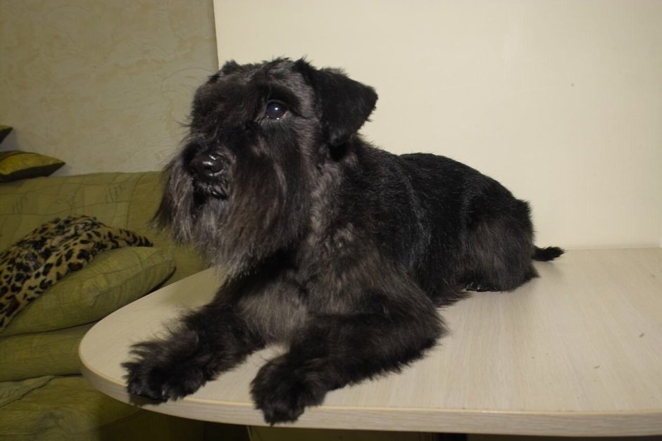 Цвергшнауцер чисто черный с черным подшерстком