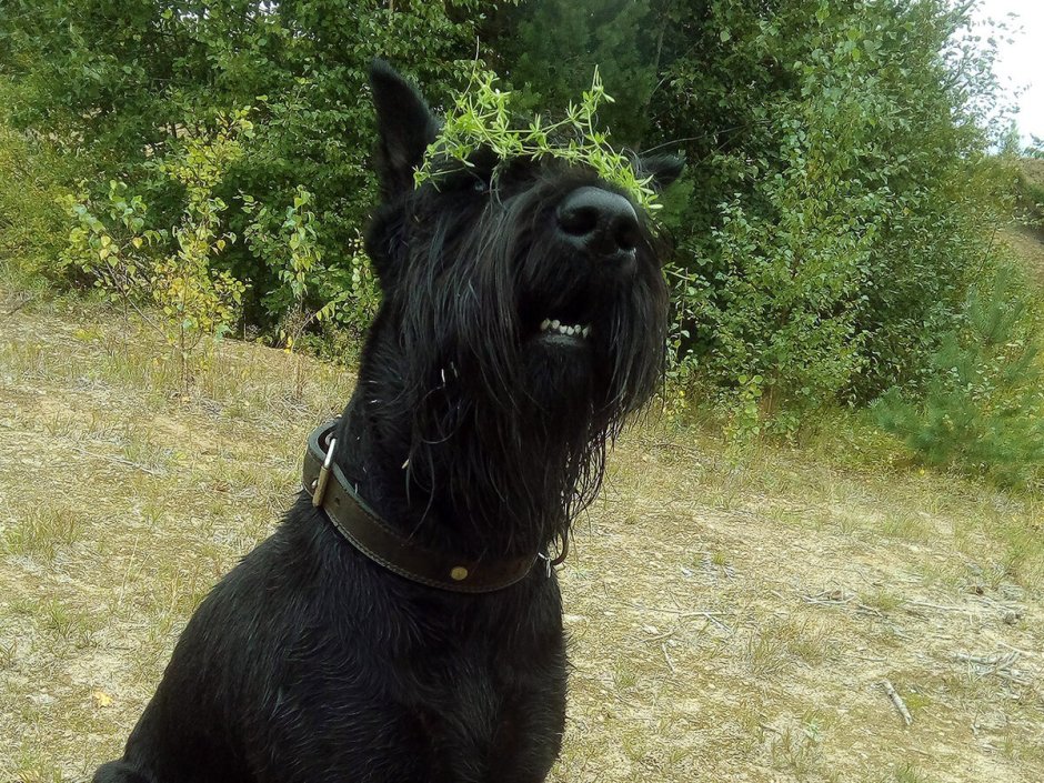 Пшеничный Ризеншнауцер