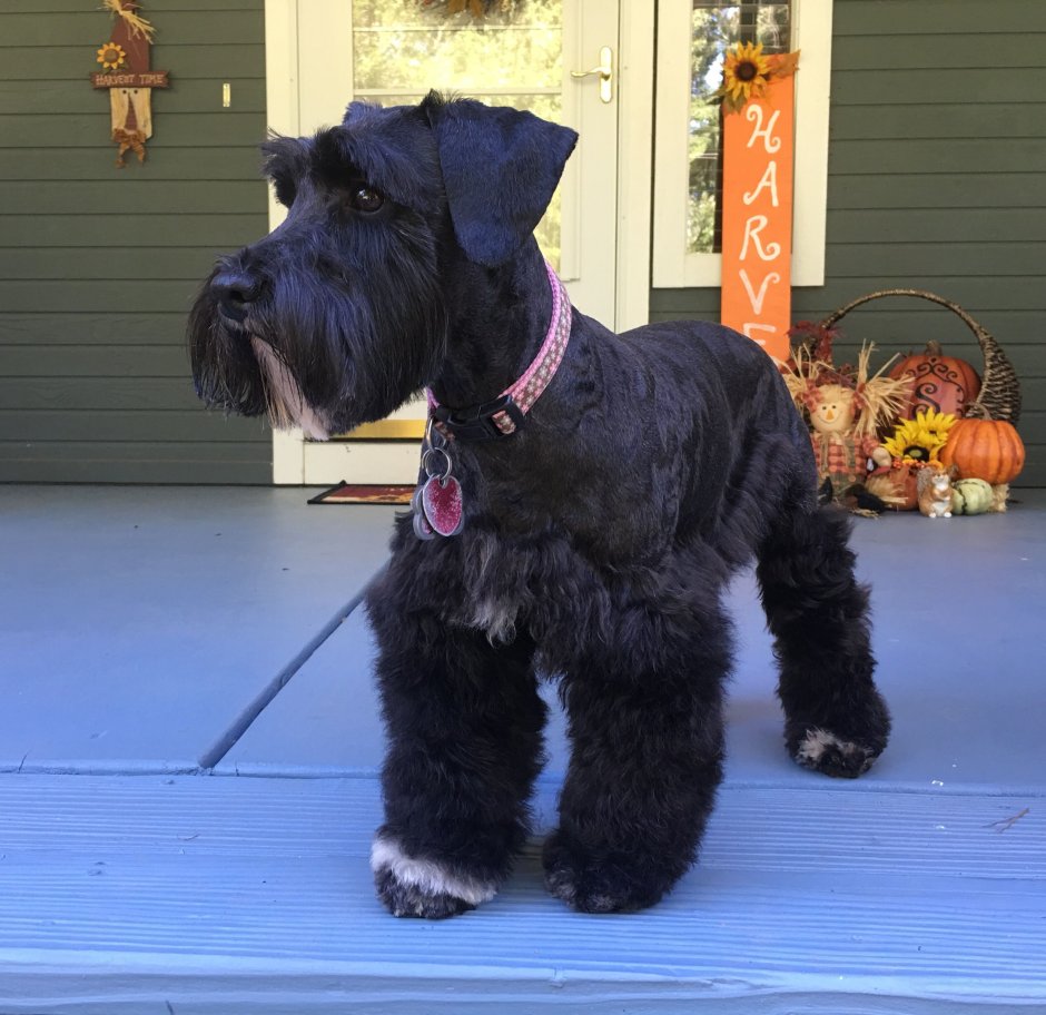 Черный Цвергшнауцер тримминг